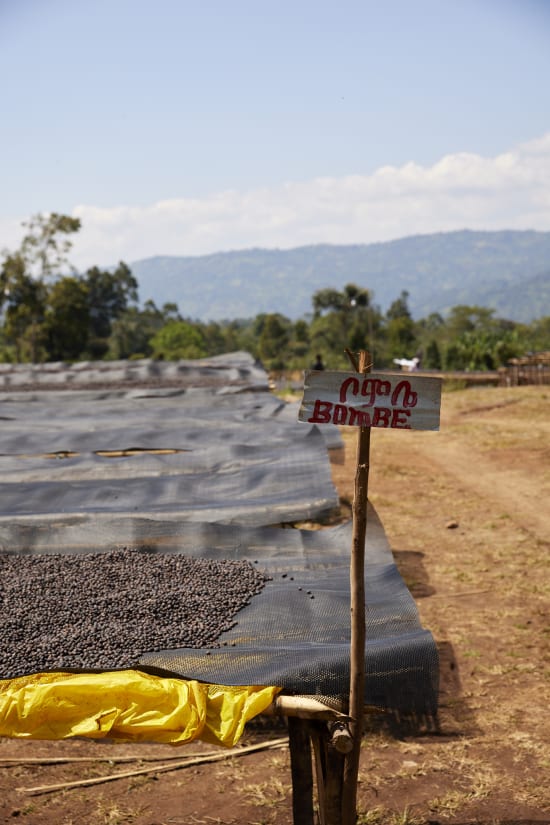 Ethiopia Ayla Bombe Natural (250g) - Coffee Cycle Roasting