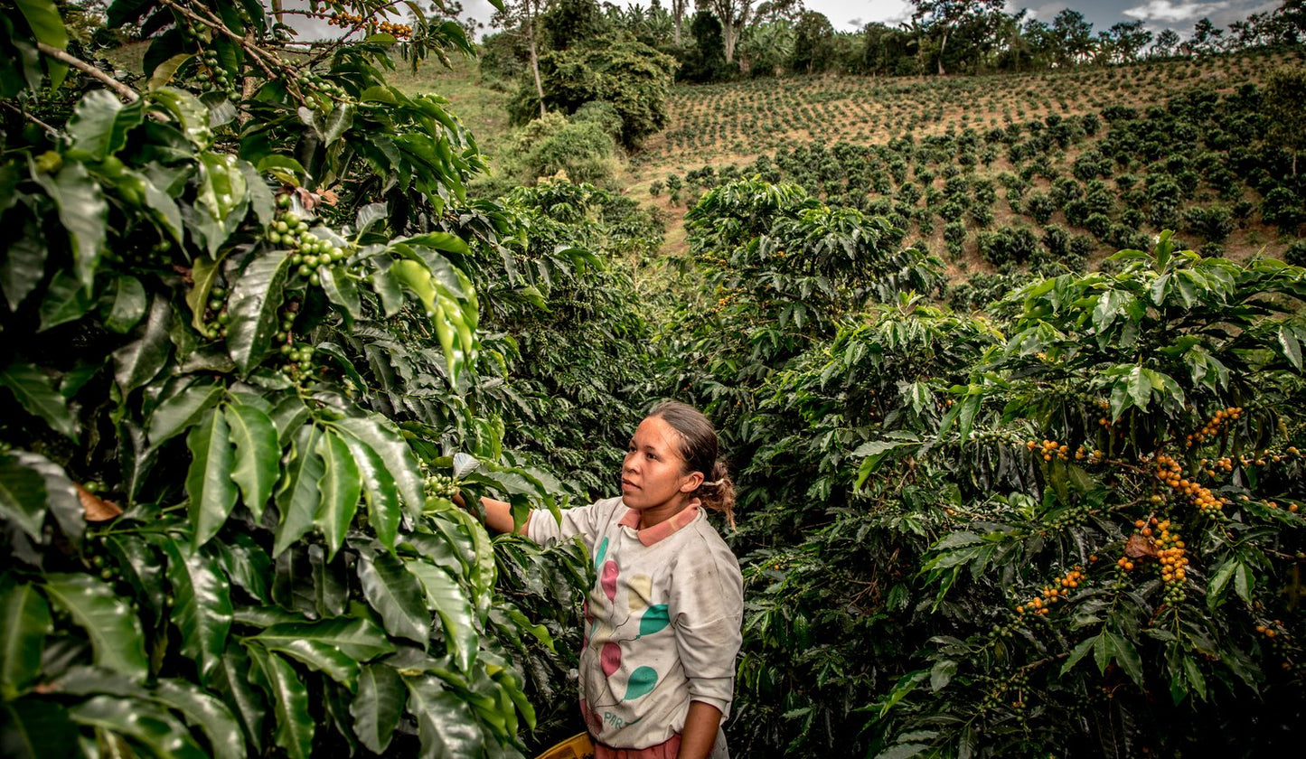 Colombia Coocentral Mujeres BULK (Coffee Cycle Roasting)