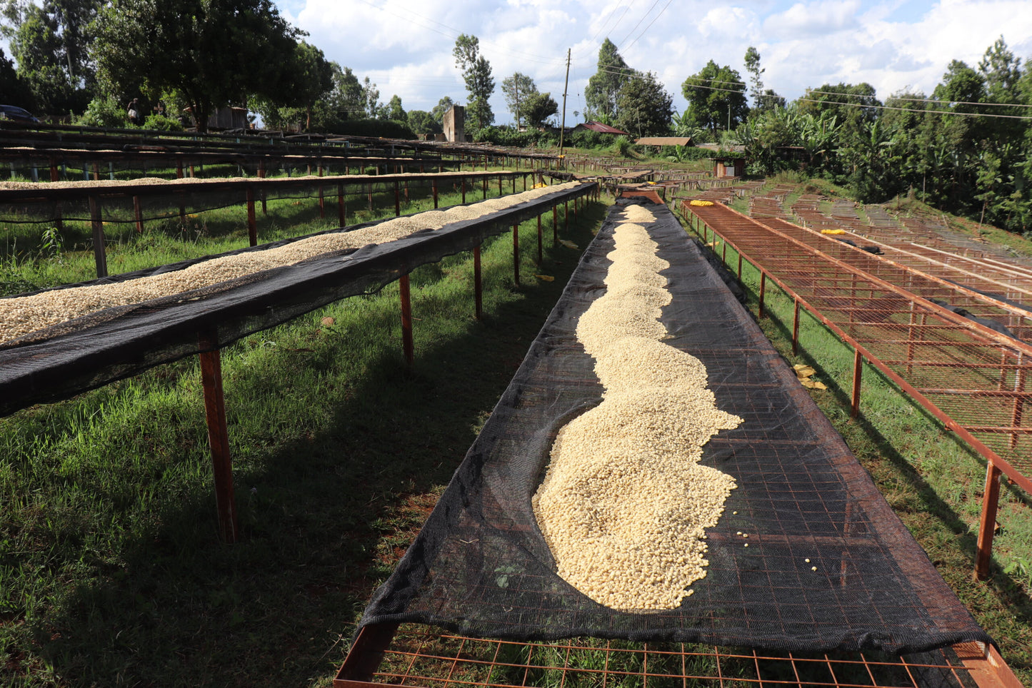 Kenya Gicherori AA Washed 2023 250g (Coffee Cycle Roasting Co.)