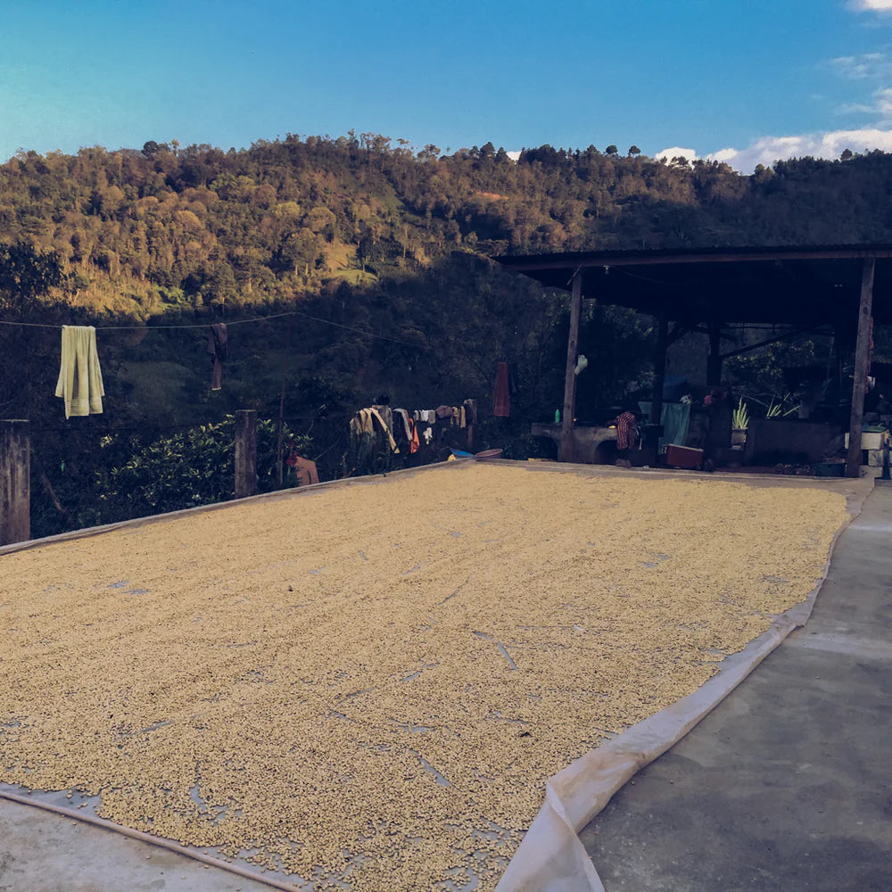 Guatemala Chq'Ul Armando Gomez Sauco (250g) - Coffee Cycle Roasting