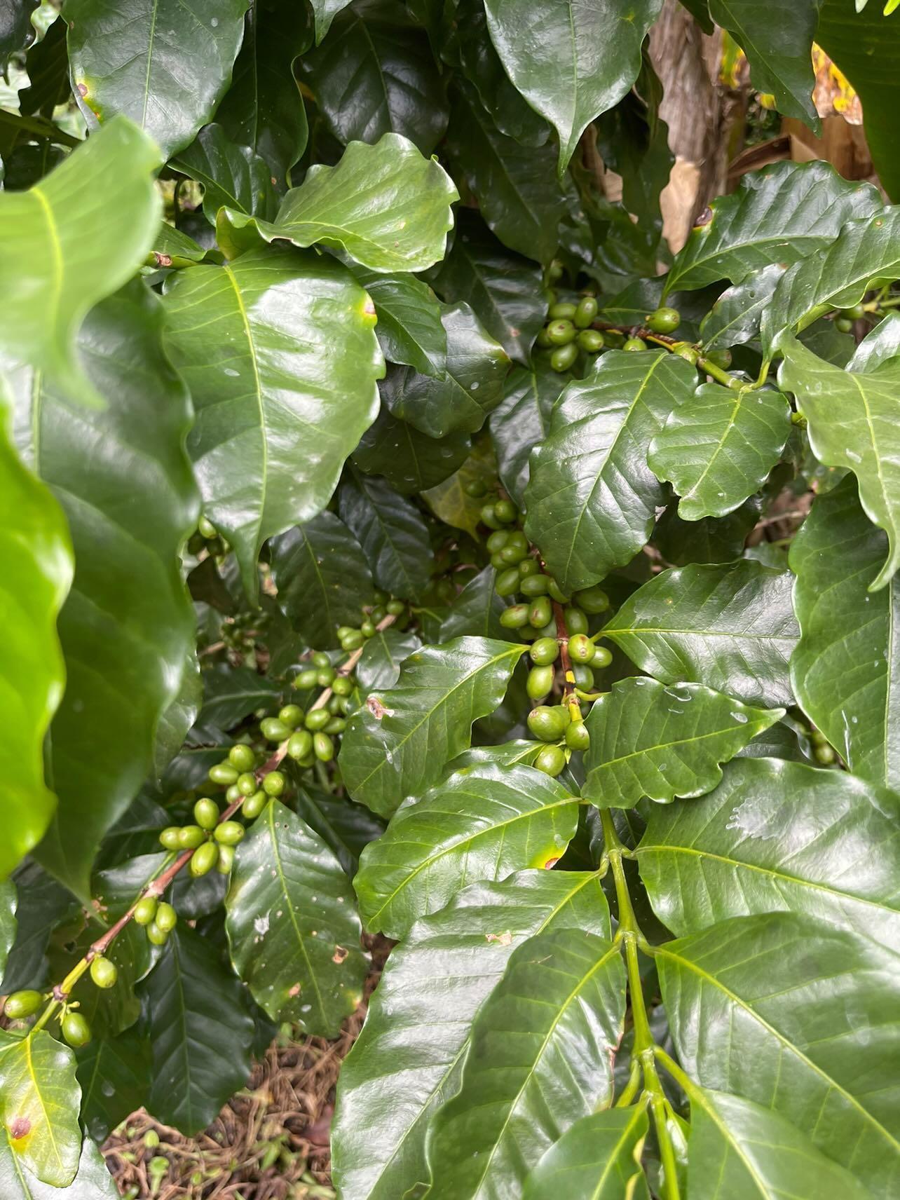 Dark Roast Honduras (Coffee Cycle Roasting)
