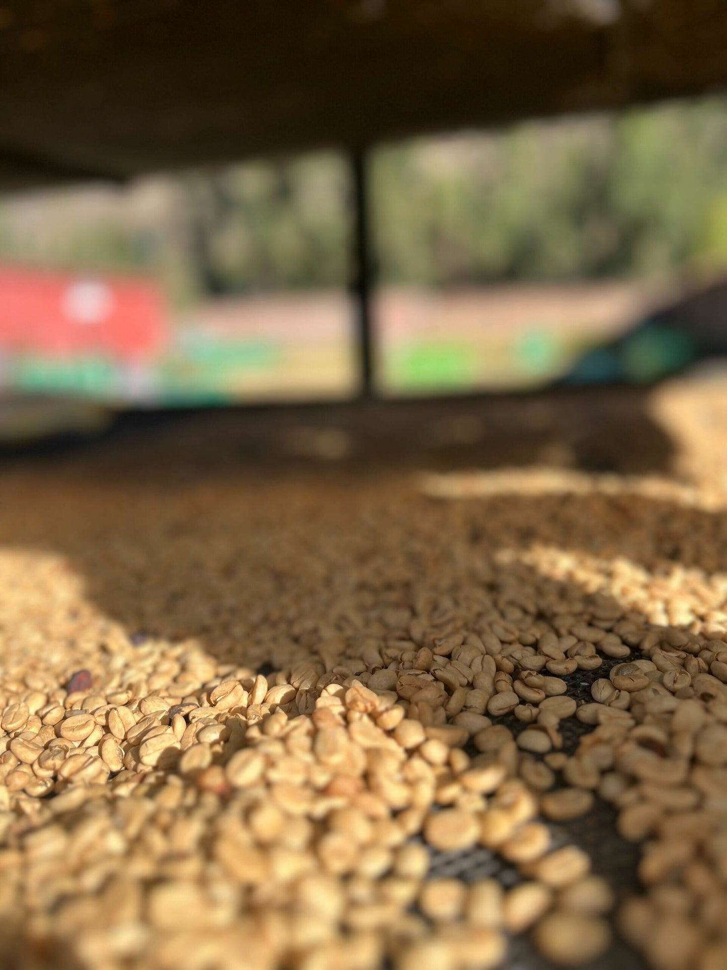 Peru Nogalniyoc 5LBS BULK (Coffee Cycle Roasting)
