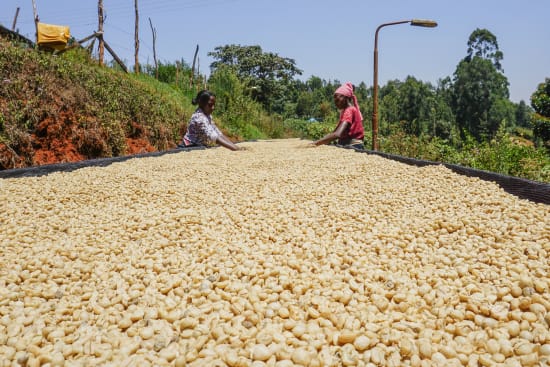Kenya Gachatha AA 250g (Coffee Cycle Roasting Co.)