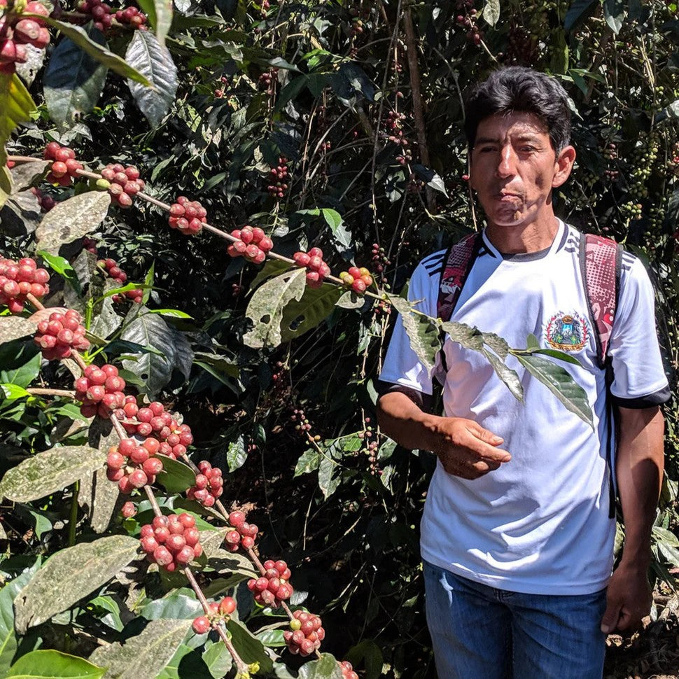 Peru Lucio Luque Geisha (150g) - Coffee Cycle Roasting