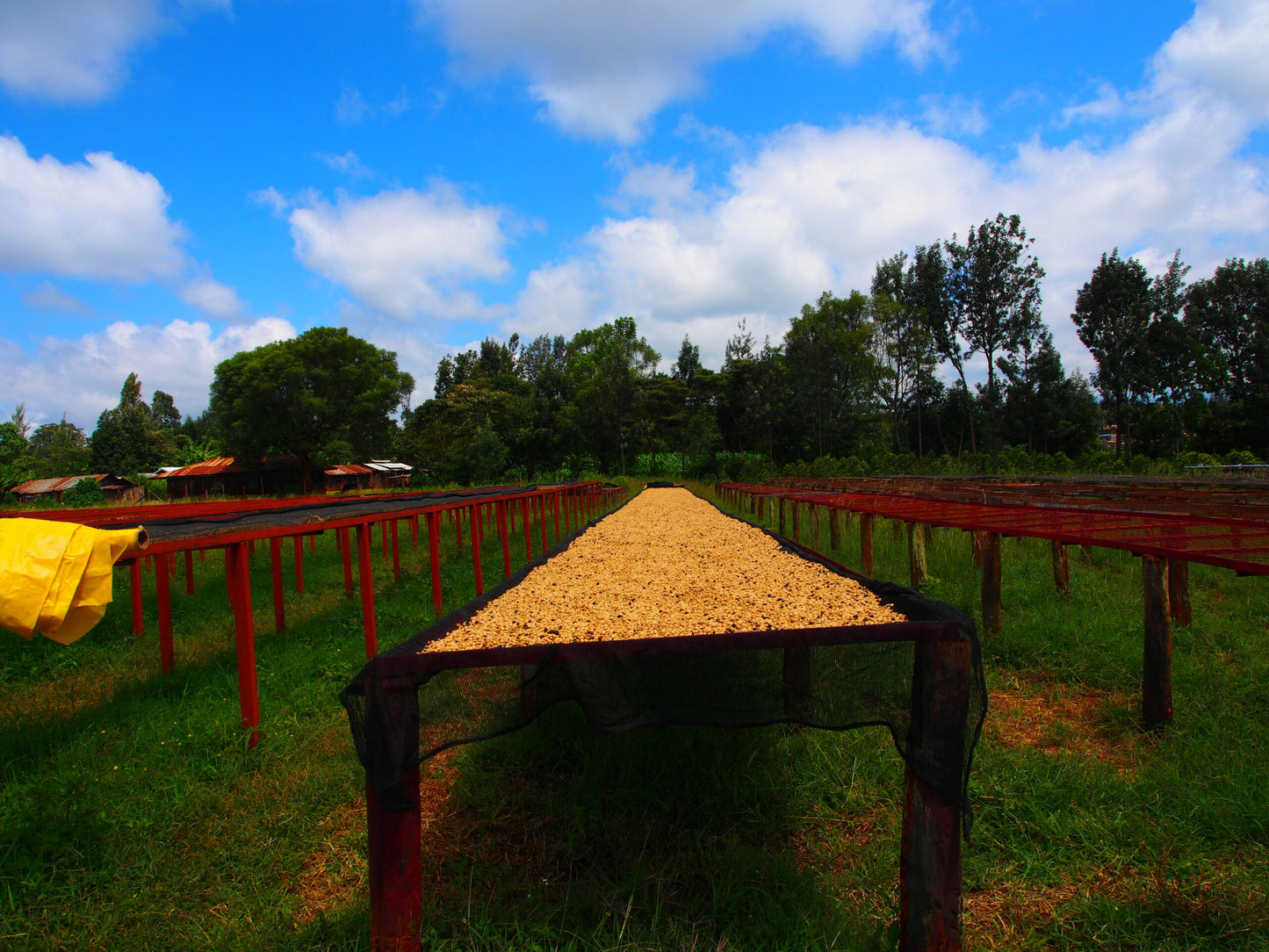 Kenya Kamathura AB 250g (Coffee Cycle Roasting Co.)