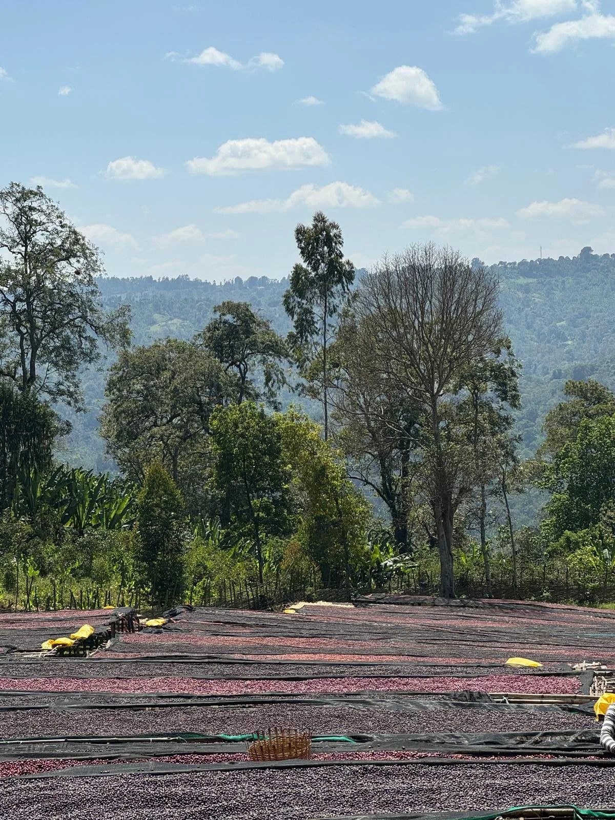 Ethiopia Harsu Wekilo Natural (250g) - Coffee Cycle Roasting