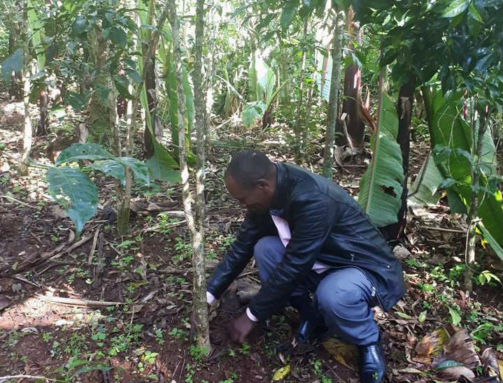 Ethiopia Deri Kidame Natural (250g) - Coffee Cycle Roasting