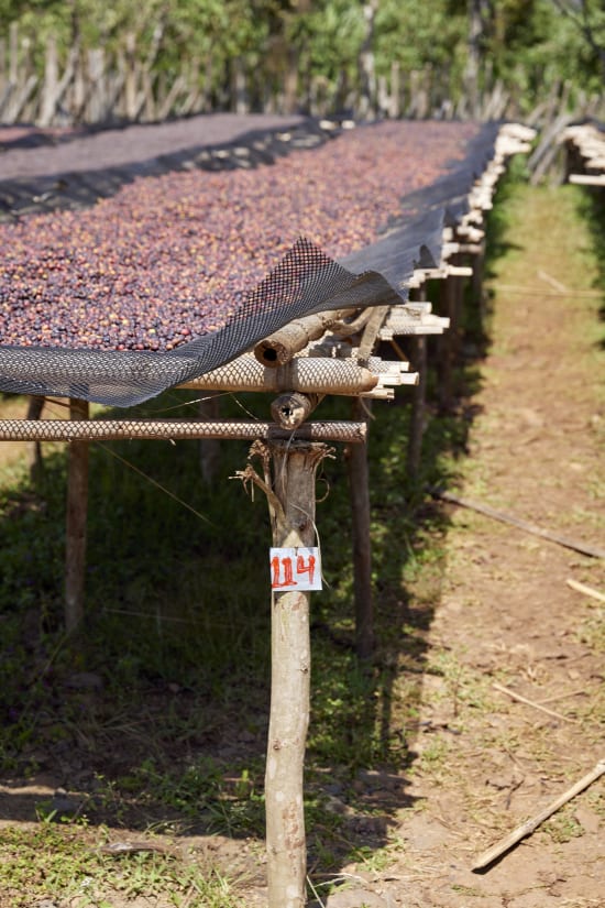 Ethiopia Ayla Bombe Natural (250g) - Coffee Cycle Roasting