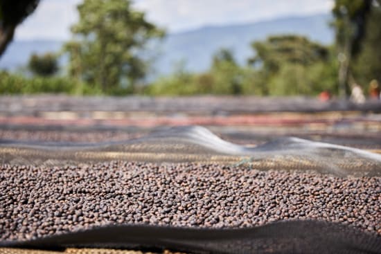 Ethiopia Ayla Bombe Natural (250g) - Coffee Cycle Roasting