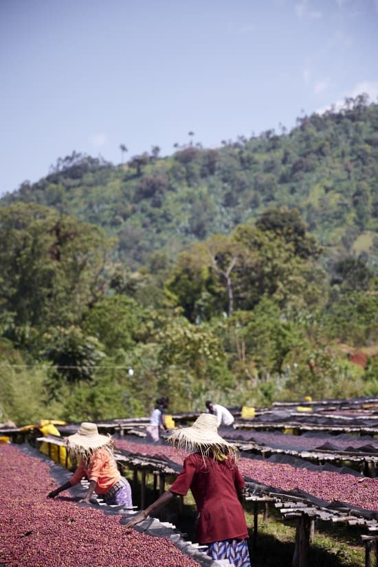 Ethiopia Ayla Bombe Natural (250g) - Coffee Cycle Roasting