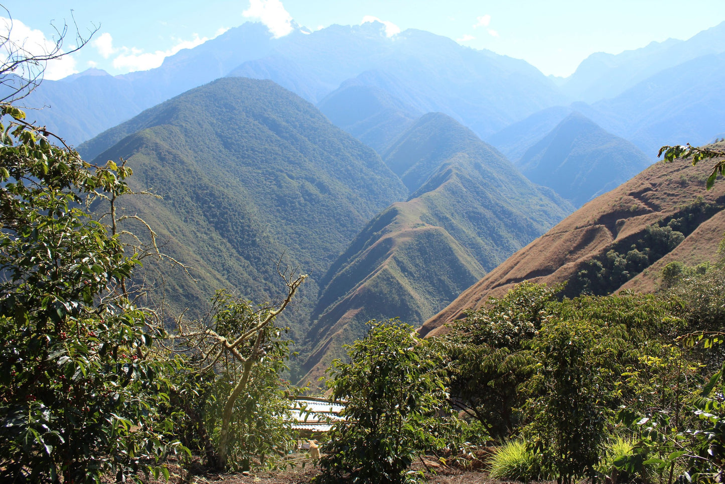 Peru Lucio Luque Geisha (150g) - Coffee Cycle Roasting