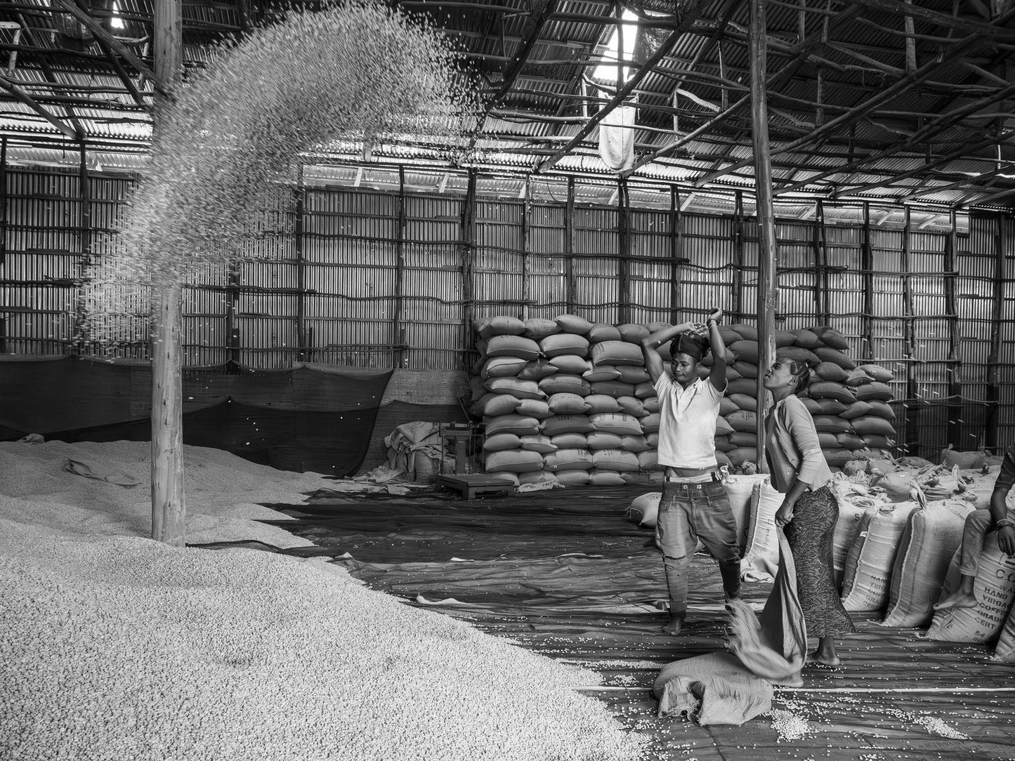 Ethiopia Gore Dako #2 (250g) - Coffee Cycle Roasting