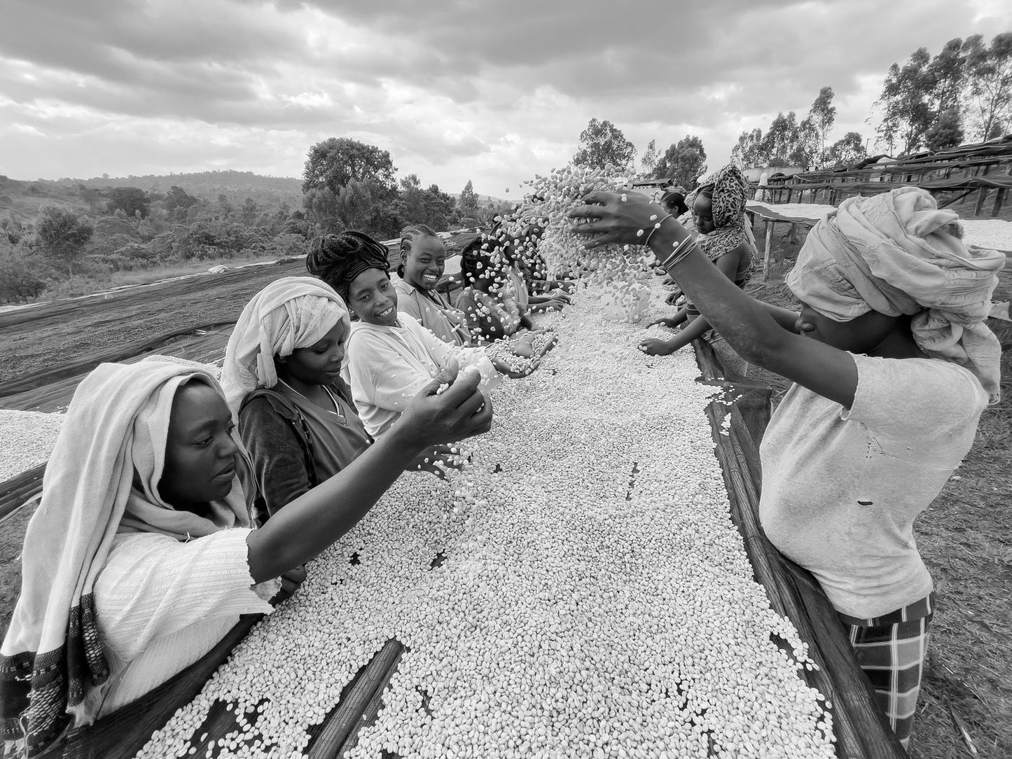 Ethiopia Gore Dako #2 (250g) - Coffee Cycle Roasting