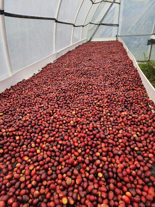 Dark Roast Honduras (5LBS BULK) - Coffee Cycle Roasting