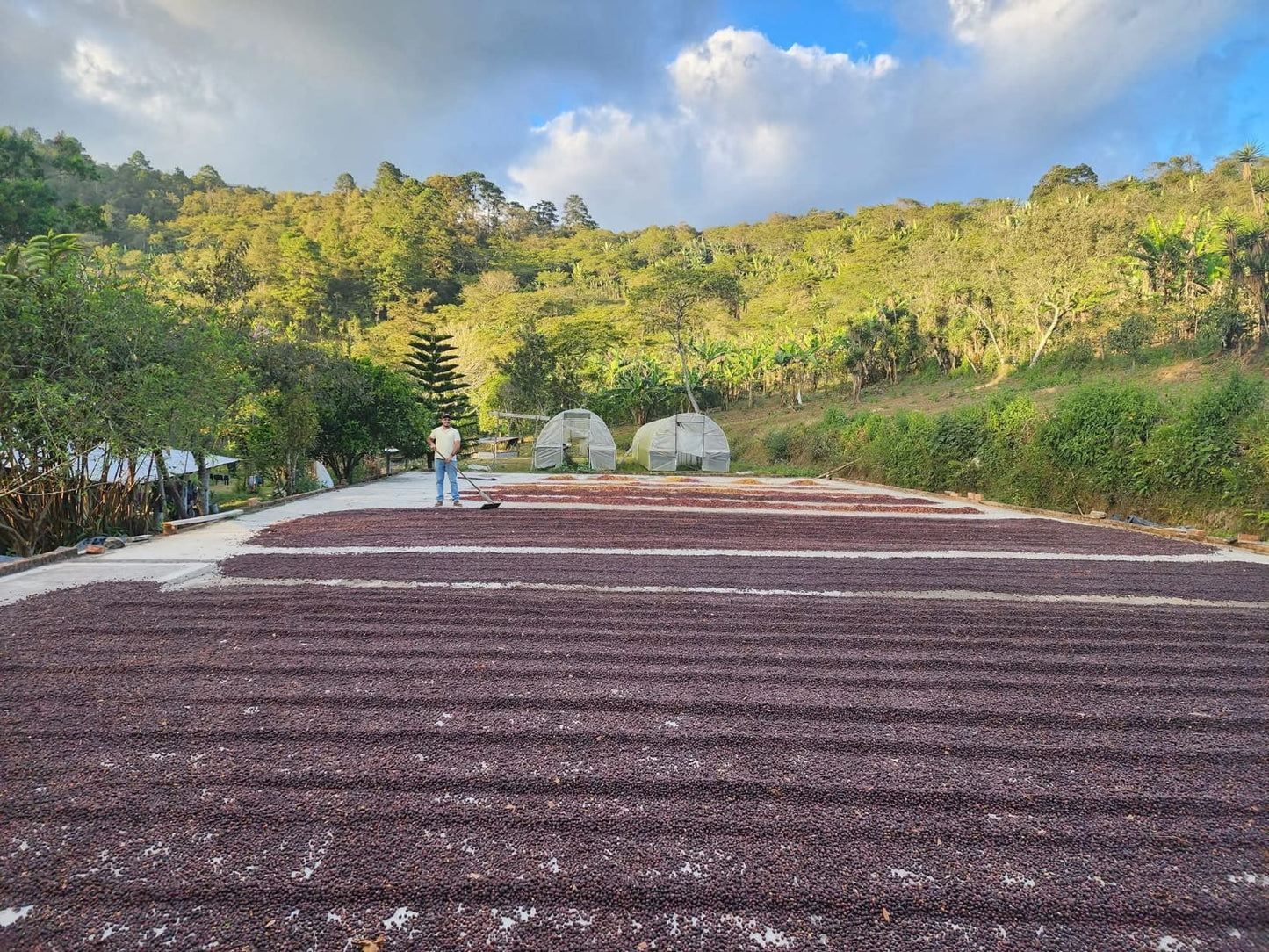 Dark Roast Honduras (250g) - Coffee Cycle Roasting