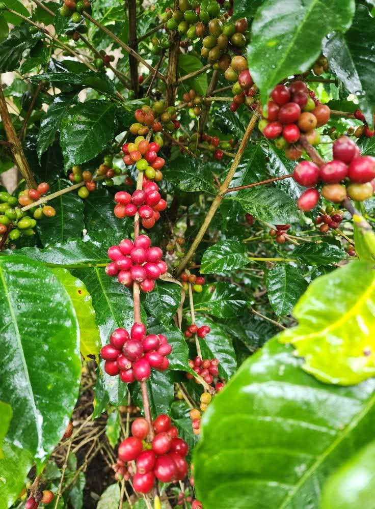 Dark Roast Honduras (250g) - Coffee Cycle Roasting