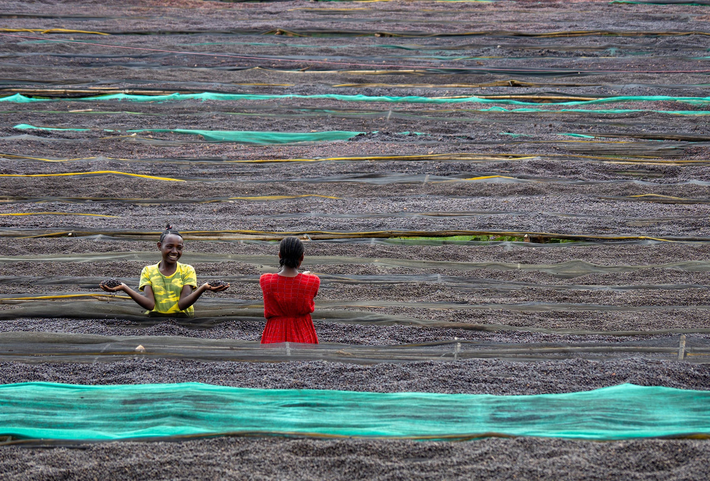 Ethiopia Harsu Wekilo Natural (250g) - Coffee Cycle Roasting