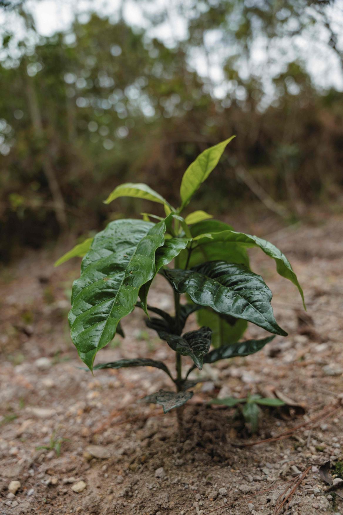 Honduras Finca del Carmen (250g) - Coffee Cycle Roasting