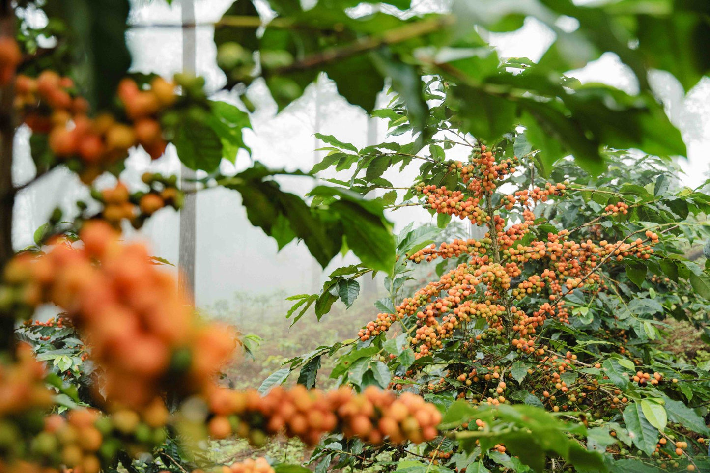 Honduras Finca del Carmen (250g) - Coffee Cycle Roasting