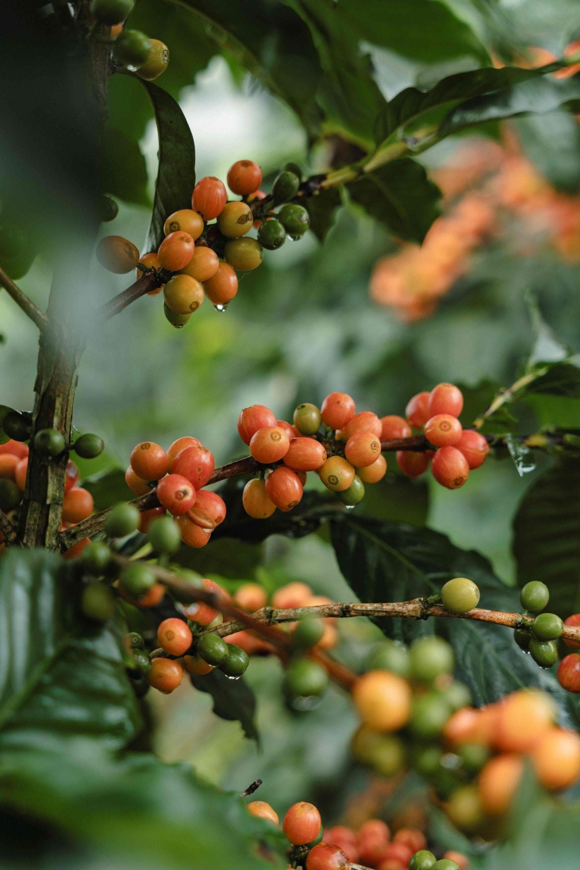Honduras Finca del Carmen (250g) - Coffee Cycle Roasting