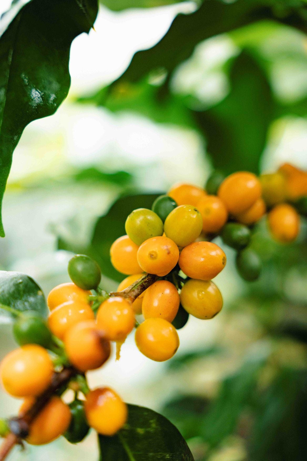 Honduras Finca del Carmen (250g) - Coffee Cycle Roasting