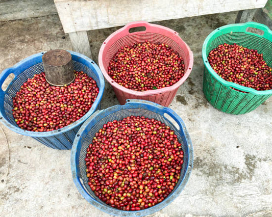 Sumatra Asman Gayo Washed (250g) - Coffee Cycle Roasting