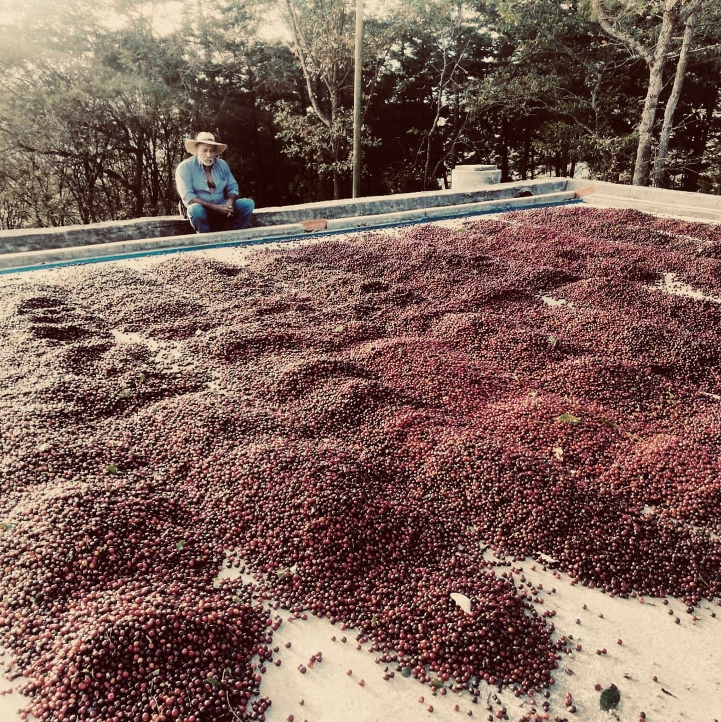 Guatemala Finca La Bendicion Catisic Honey 250g (Coffee Cycle Roasting Co.)