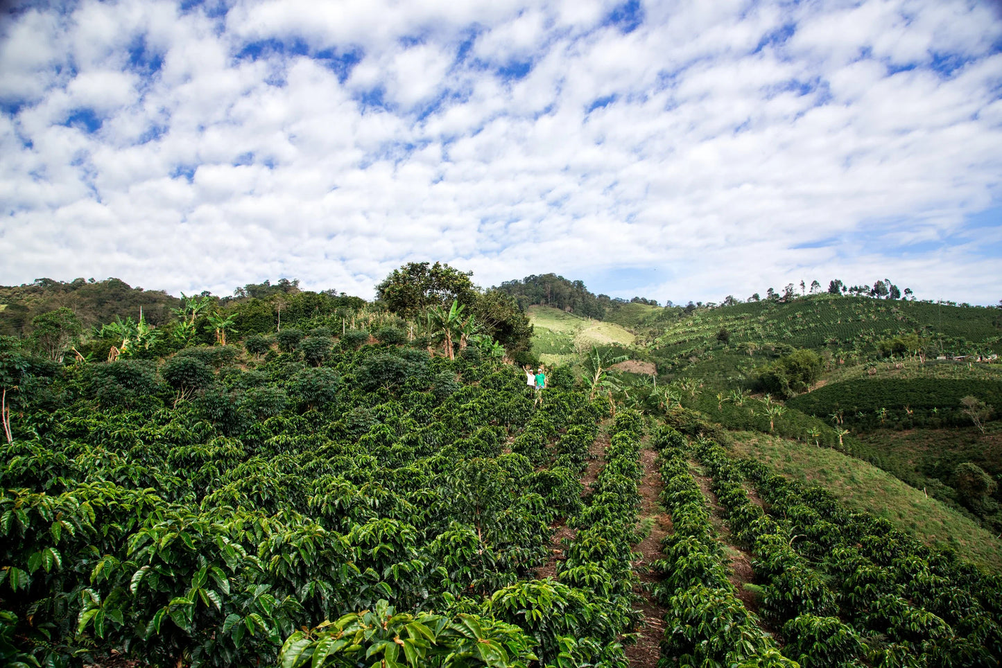 Colombia Asprotimana Mujeres (2.2LBS or 5LBS BULK) - Coffee Cycle Roasting