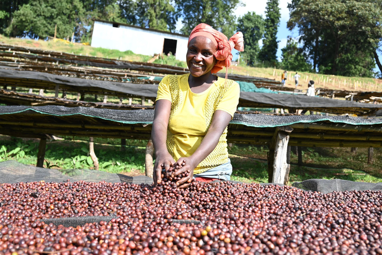 Ethiopia Harsu Wekilo Natural (250g) - Coffee Cycle Roasting