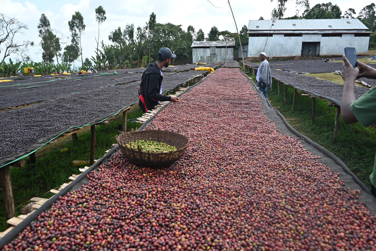 Ethiopia Harsu Wekilo Natural (250g) - Coffee Cycle Roasting