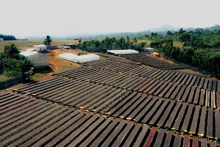 Ethiopia Natural Lalesa (150g) - Coffee Cycle Roasting