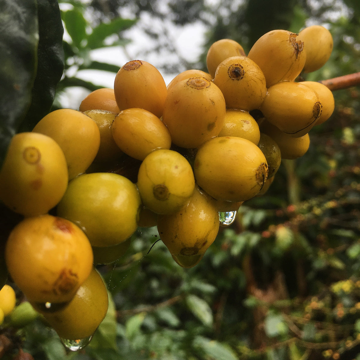 Nicaragua Gold Mountain Natural (150g) - Coffee Cycle Roasting