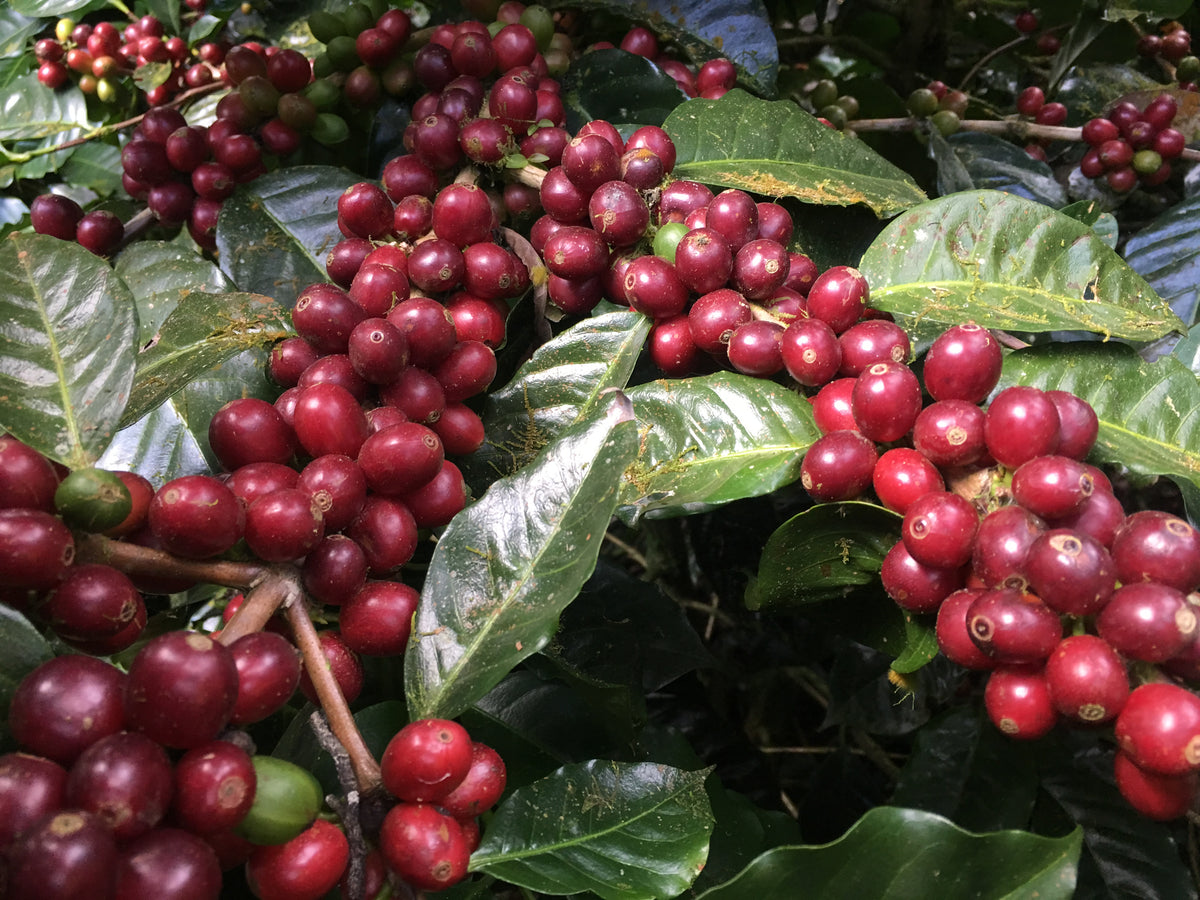 Nicaragua Gold Mountain Natural (150g) - Coffee Cycle Roasting