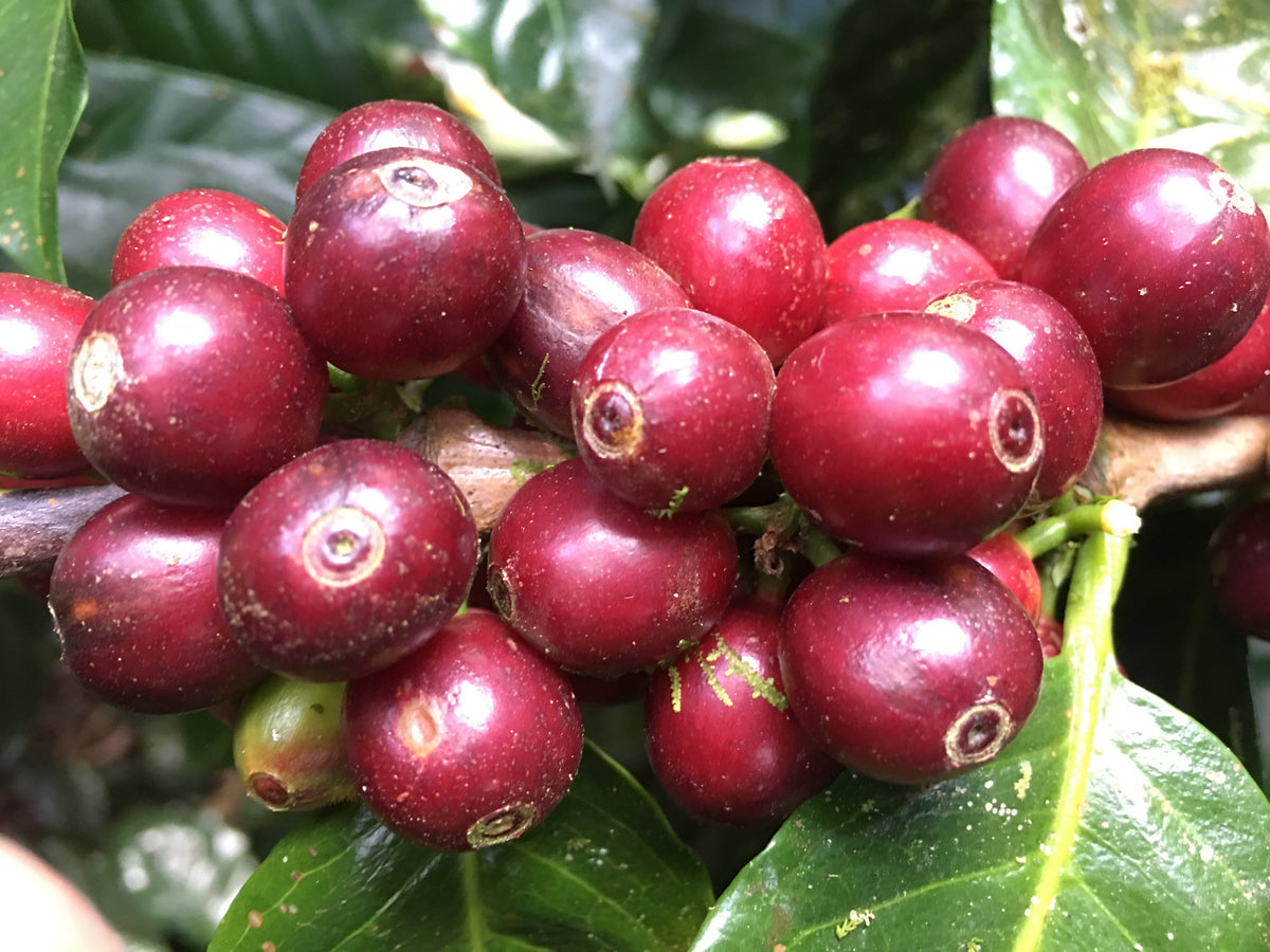 Nicaragua Gold Mountain Natural (150g) - Coffee Cycle Roasting