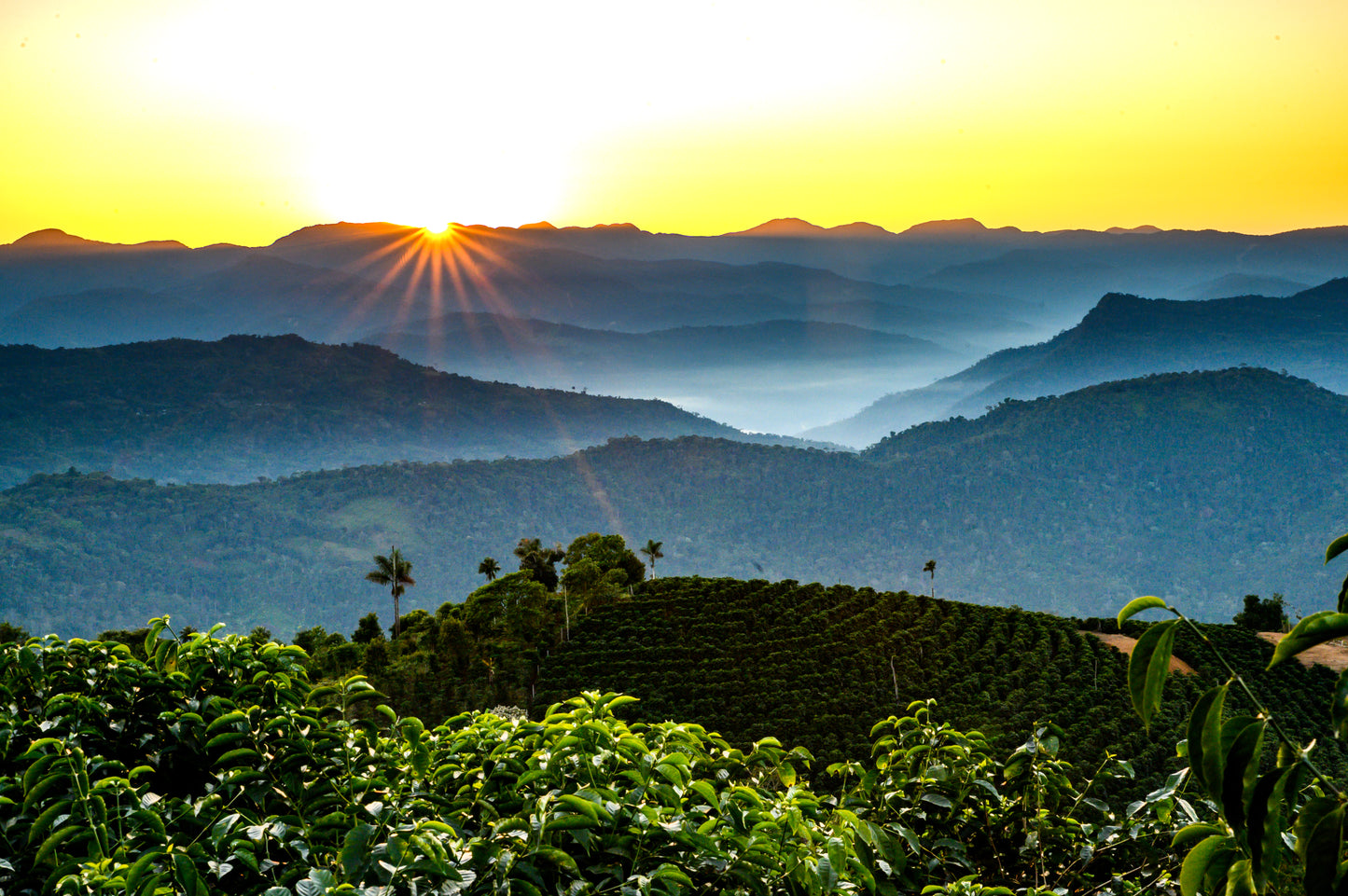 Bolivia Finca Alasitas Natural Geisha (150g)