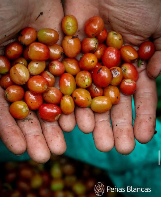 Colombia Peñas Blancas Mossto (250g) - Coffee Cycle Roasting