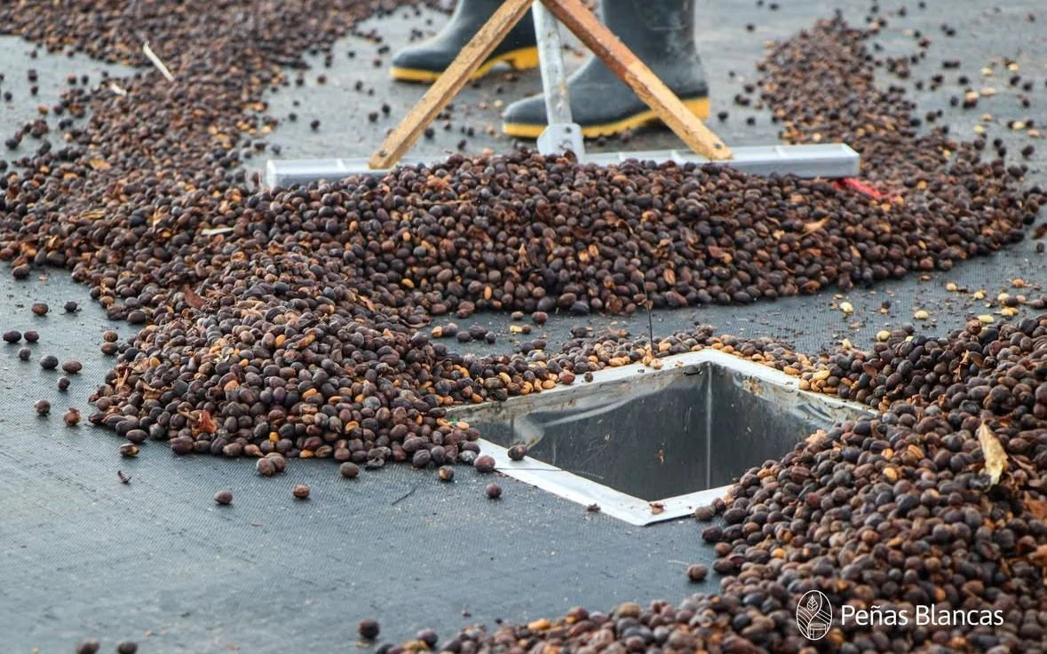 Colombia Peñas Blancas Mossto (250g) - Coffee Cycle Roasting