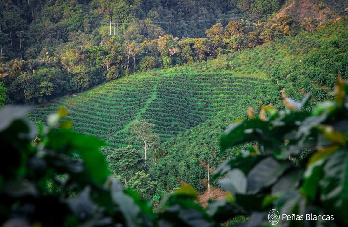 Colombia Peñas Blancas Mossto (250g) - Coffee Cycle Roasting