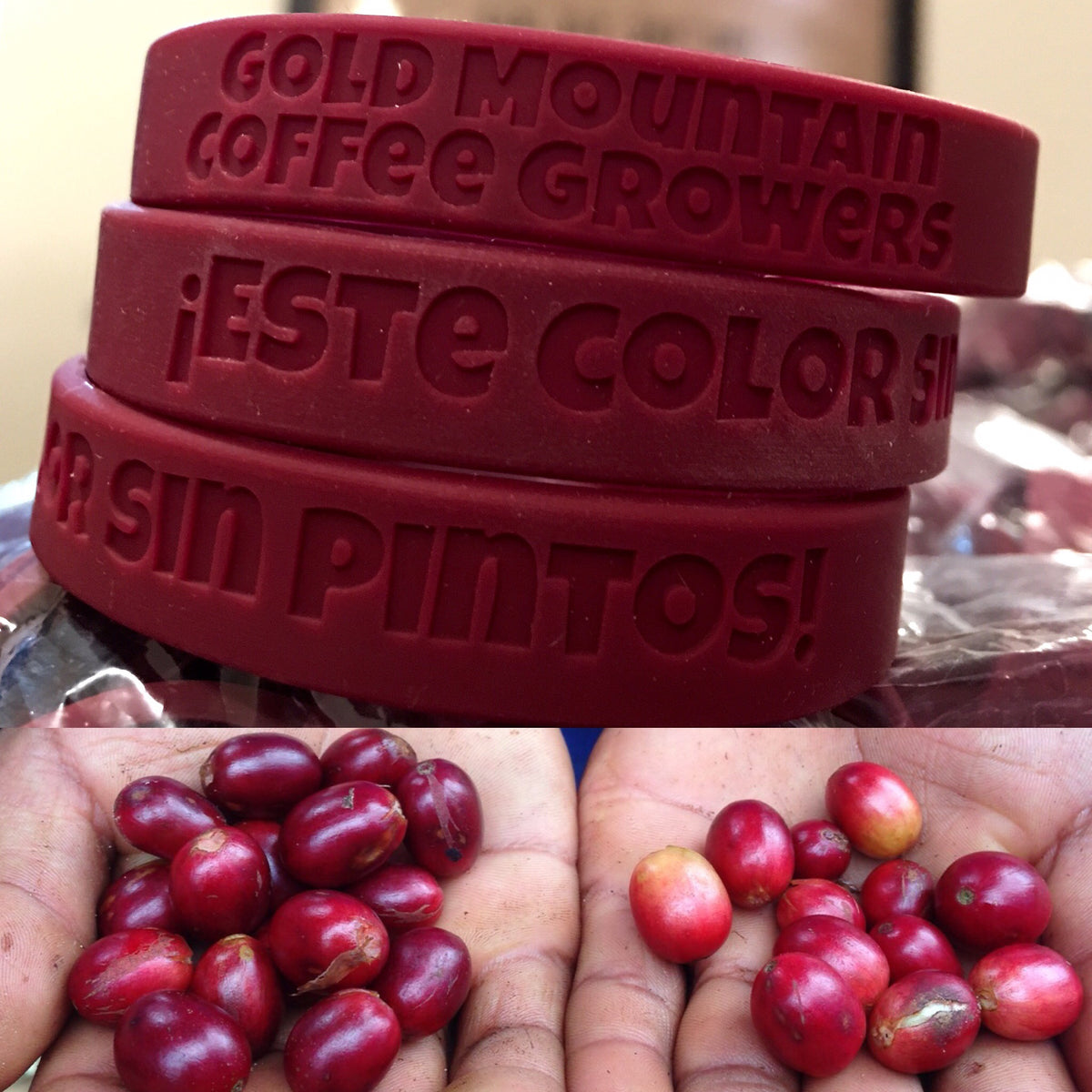 Nicaragua Gold Mountain Natural (150g) - Coffee Cycle Roasting