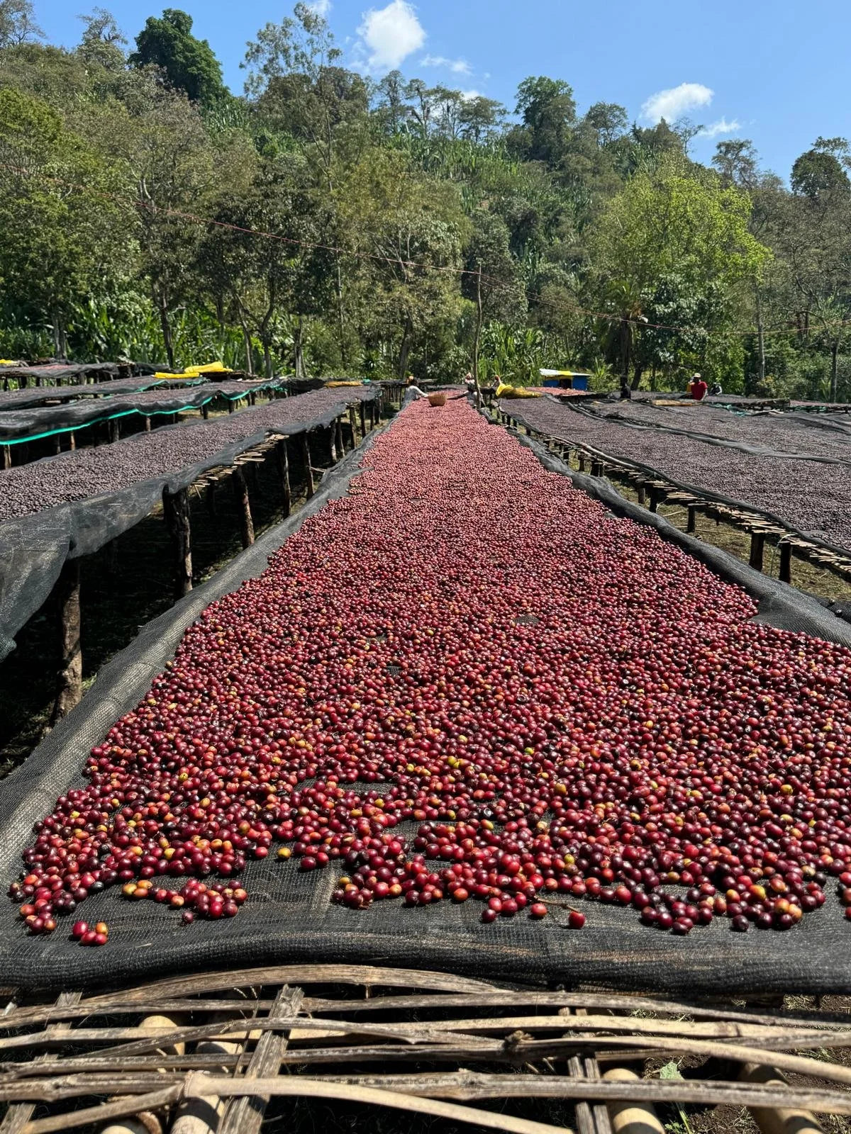 Ethiopia Harsu Wekilo Natural (250g) - Coffee Cycle Roasting