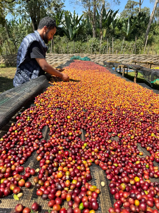 Ethiopia Harsu Wekilo Natural (250g) - Coffee Cycle Roasting