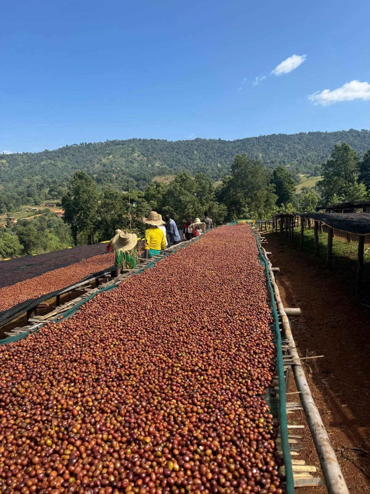 Ethiopia Harsu Wekilo Natural (250g) - Coffee Cycle Roasting