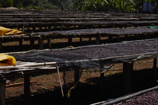 Ethiopia Arsosala Natural (250g) - Coffee Cycle Roasting