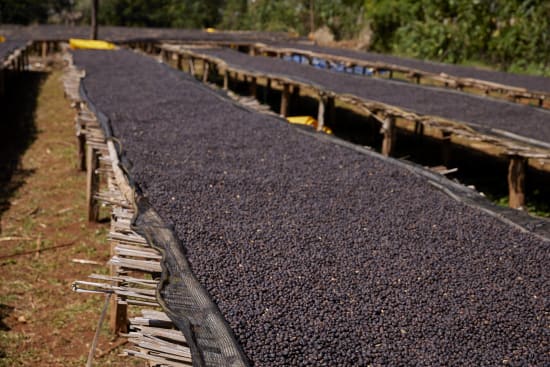 Ethiopia Arsosala Natural (250g) - Coffee Cycle Roasting