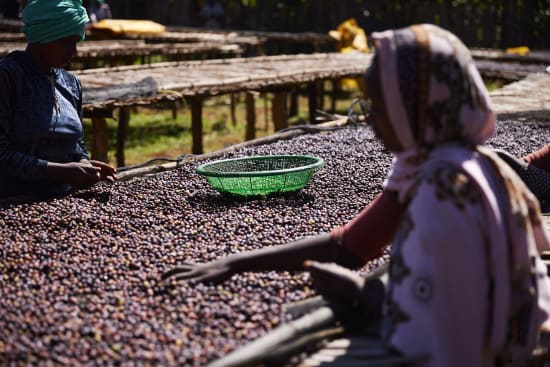 Ethiopia Arsosala Natural (250g) - Coffee Cycle Roasting