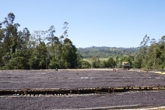 Ethiopia Arsosala Natural (250g) - Coffee Cycle Roasting