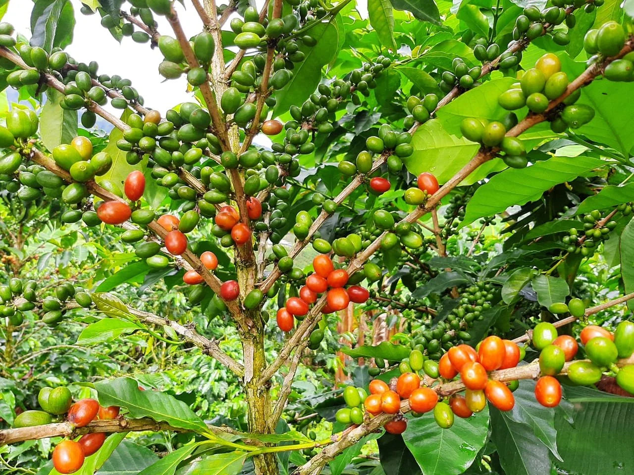 Colombia Nestor Lasso El Diviso DF Caturra (250g) - Coffee Cycle Roasting