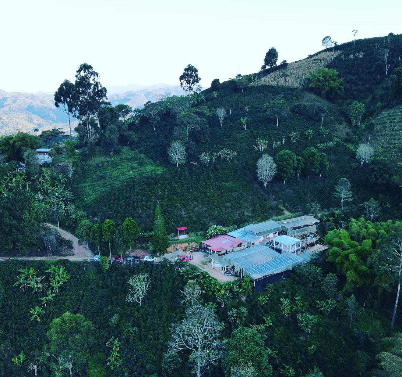 Colombia Nestor Lasso El Diviso DF Caturra (250g) - Coffee Cycle Roasting