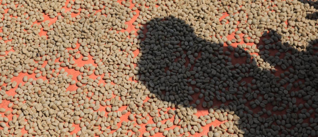 Indonesia Flores — Bajawa Eko Heto Washed (250g) - Coffee Cycle Roasting