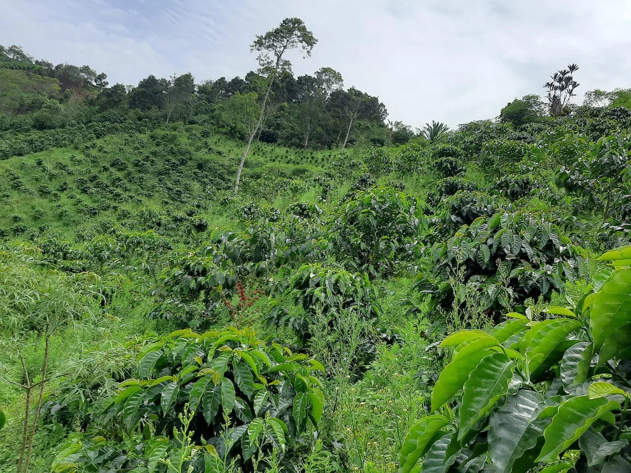 Colombia Asprotimana Mujeres (2.2LBS or 5LBS BULK) - Coffee Cycle Roasting